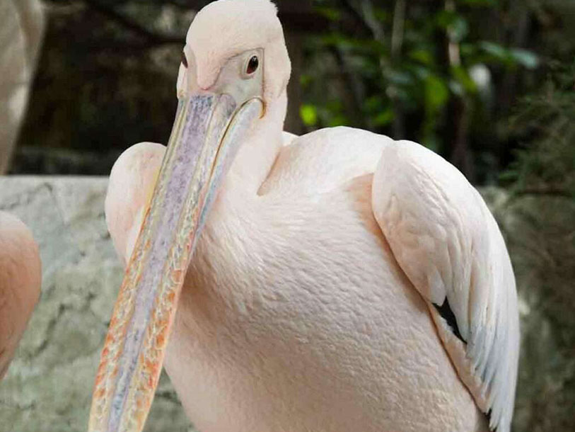 ... eller Vogelpark Niendorf med över tusen olika fåglar av många olika arter, också sällsynta