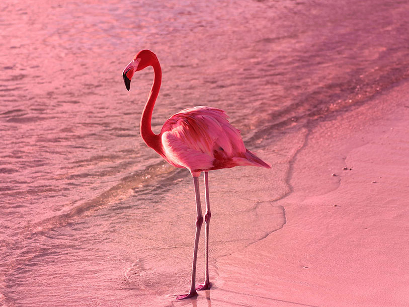 Du bor på moderna The Flamingo Timmendorfer Strand med flamingointeriör och cool inredning