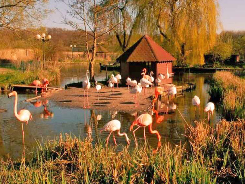 Besök Vogelpark Niendorf med mer än tusen olika fåglar från många olika och även sällsynta fågelarter