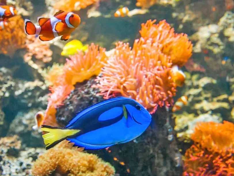 Kom också nära havets djur och få en fin inblick i livet under vattenytan i det vackra SEA LIFE-akvariet