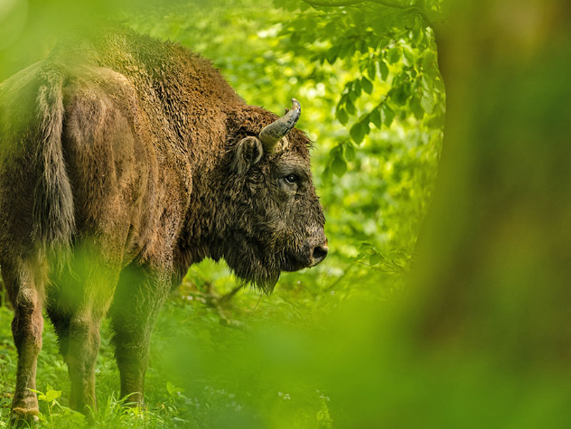 Oplev også de mægtige fritgående bisonokser på halvøen Damerow