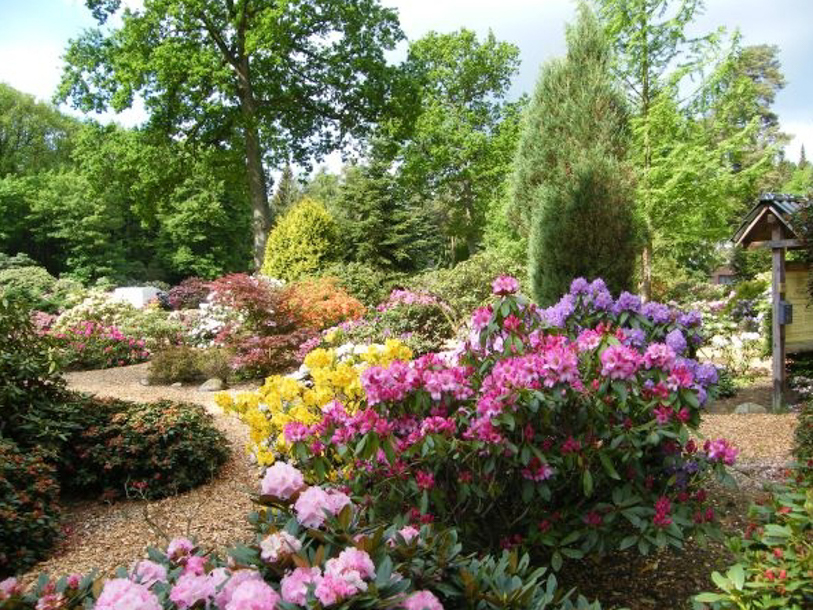 Nyd Westerstedes grønne parker i foråret, sommeren og efteråret - her den smukke Rhododendronpark