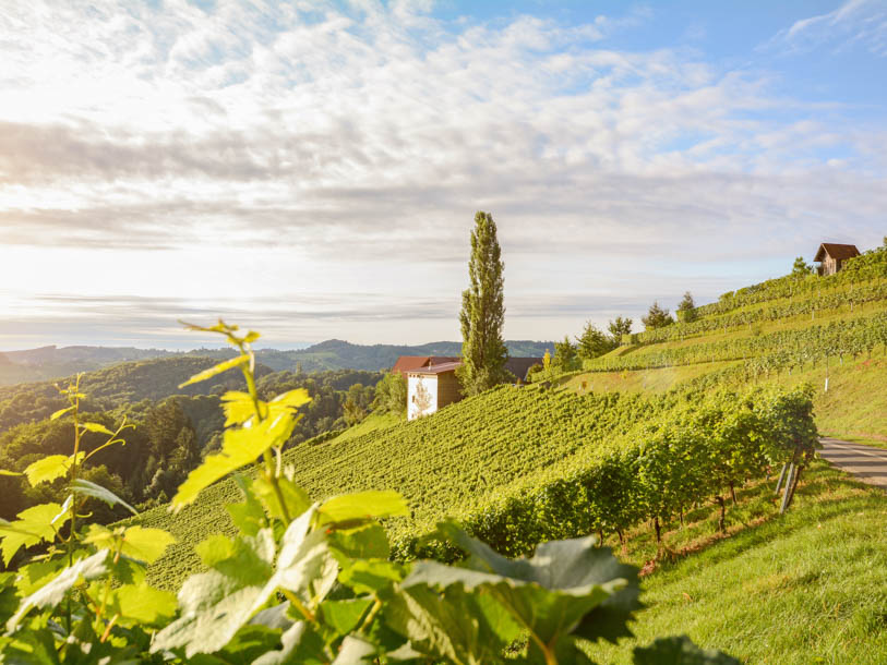Det smukke naturområde i Burgenland er også kendt for sine gode vine