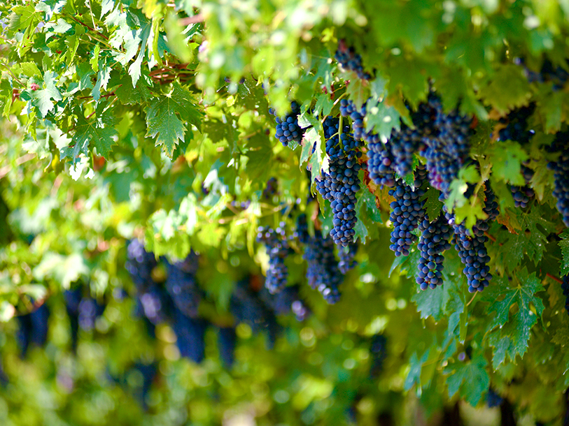 I befinder jer i hjertet af det italienske vinland med berømte Valpolicella og Amarone inden for rækkevidde