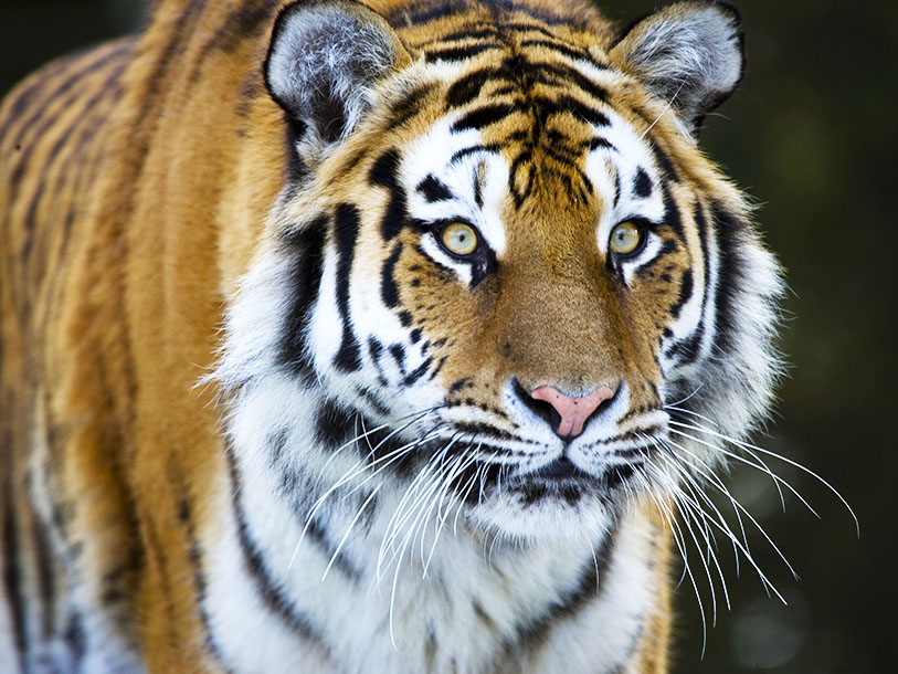 Du bor granne med några av världens mest exotiska djur i Knuthenborg Safaripark