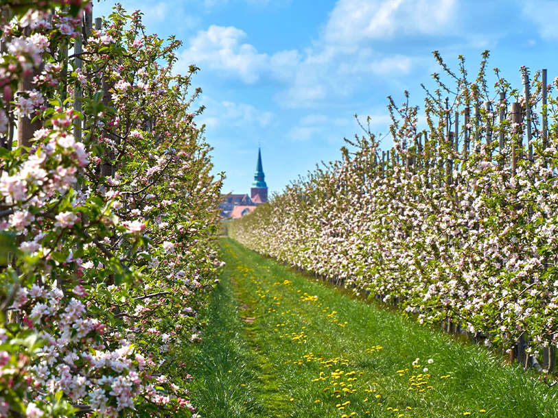 Kyrktornet i grannstaden Steinkirchen blickar upp över äppelodlingarna © urlaubsregion-altesland