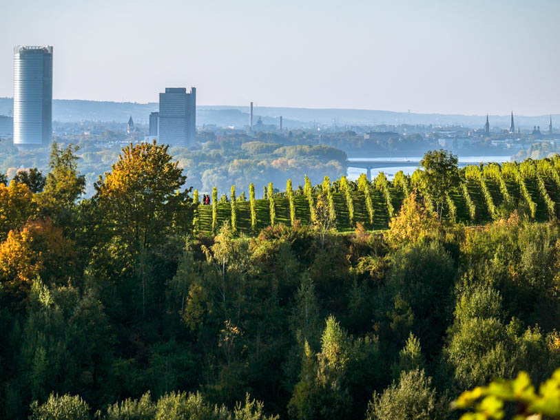 Vingårdarna sträcker sig längs floden Sieg hela vägen till Bonn och Rhens lopp