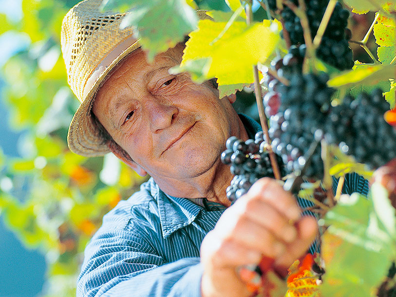 Schwarzwaldregionen producerar utmärkta viner, särskilt rött vin från Spätburgunder