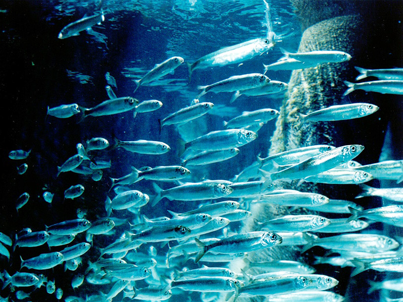 Besök Aquarium Kiel och följ med i fiskarnas undervattensvärld