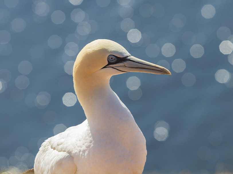 På Helgoland kan du uppleva fågelparadiset, de stora sälstimmen och den vackra, råa naturen