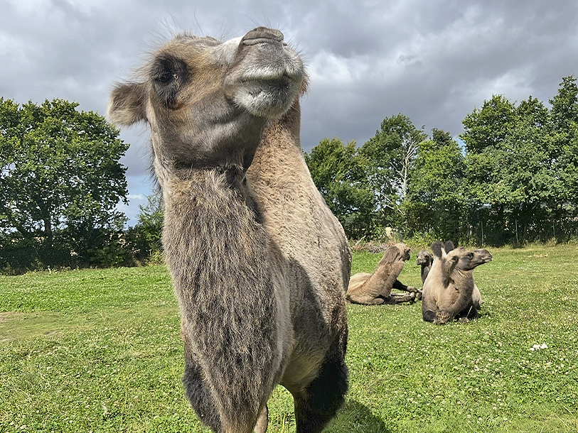 Djursland har två stora djurparker som du kan besöka: Skandinavisk Djurpark och Ree Park