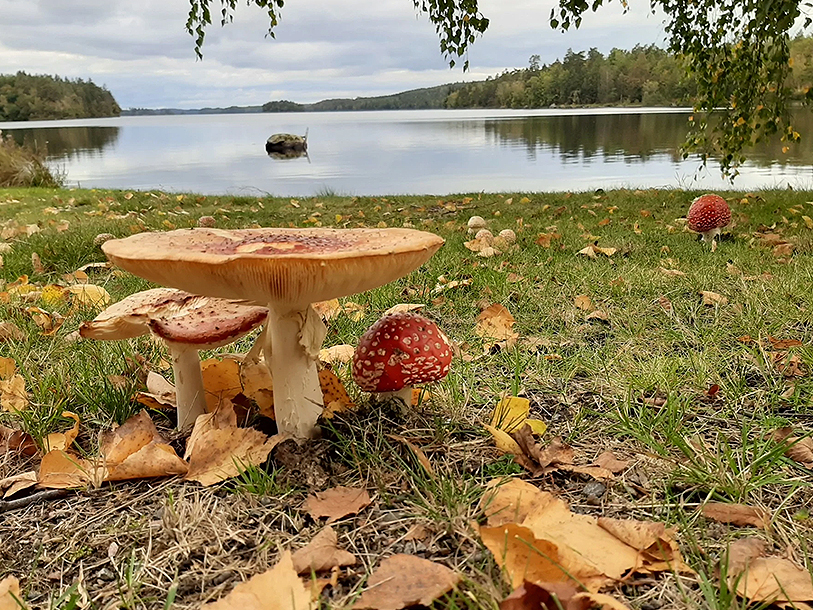 ... til efteråret, hvor naturen folder sig ud i et farveflot inden vinteren