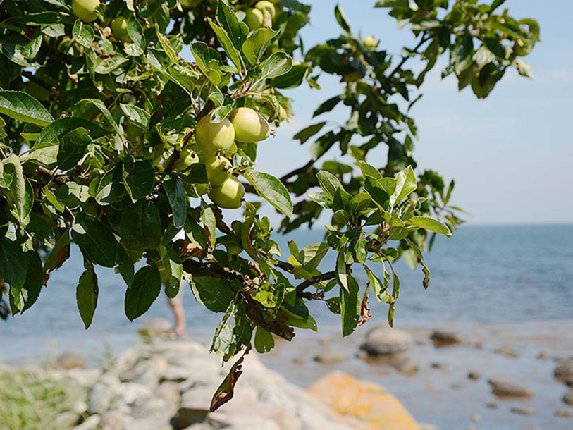 Österlen er en del af det mest idylliske Skåne med alle sine frugtplantager