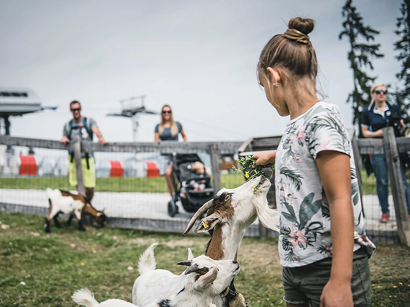 Du kan också hälsa på djuren i fjällstationens lilla djurpark där du kan klappa djuren