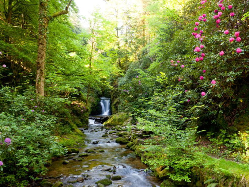 Oplev de smukke Geroldsauer Wasserfälle midt i Schwarzwalds frodige natur
