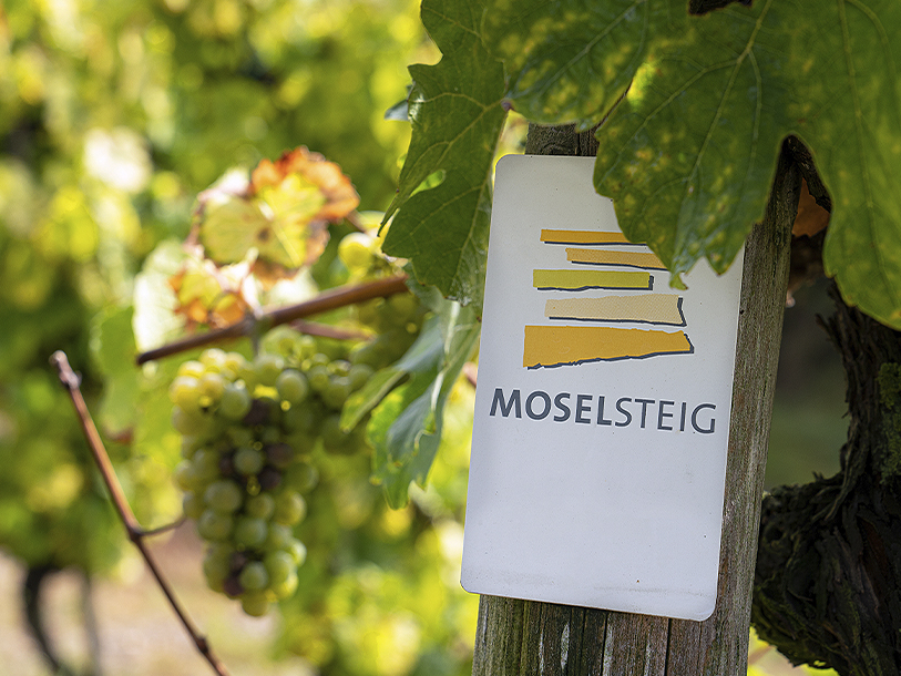 Den populära vandringsleden Moselsteig går också genom Alken