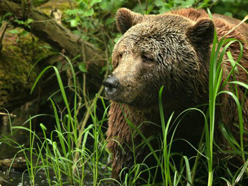 I kan møde nogle af de lokale beboere i dyreparken Bärenwald Müritz