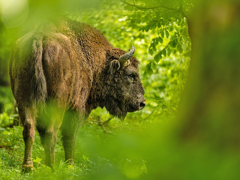 Oplev også de europæiske bisoner i naturlige omgivelser på halvøen Jabel