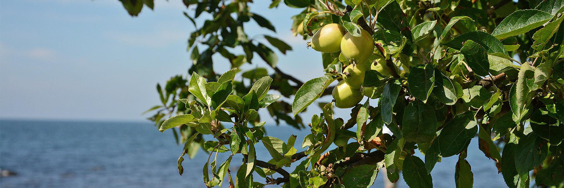 Kastanjelunds wardshus