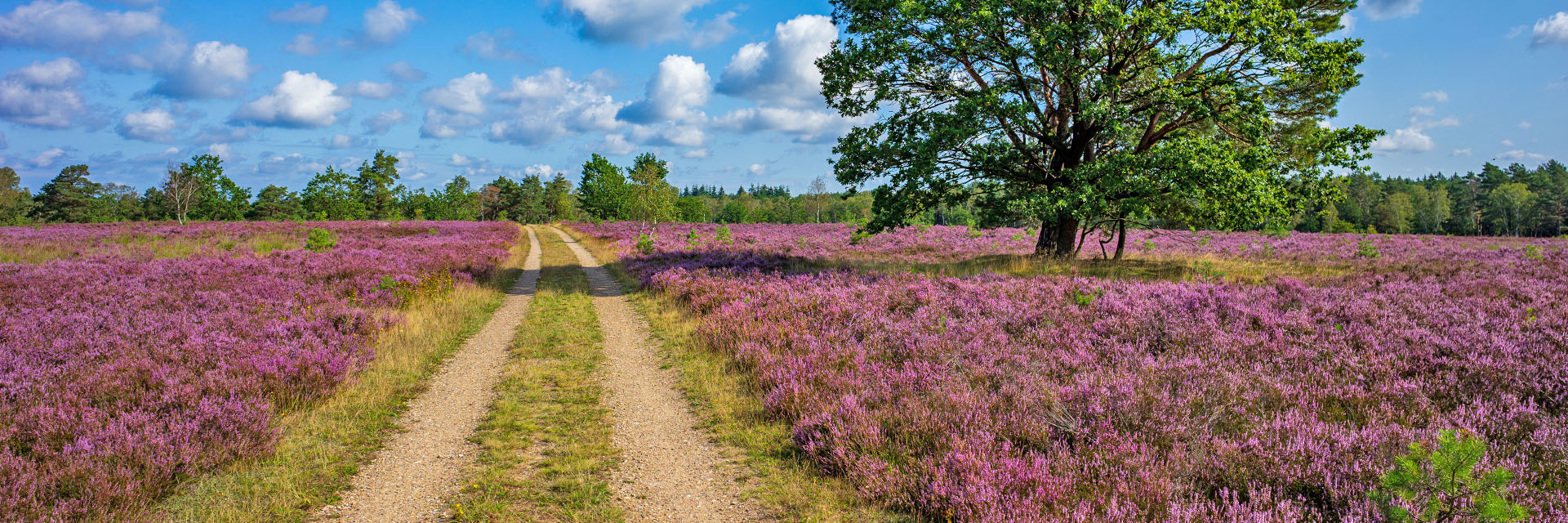 Achat hotel luneberg heide