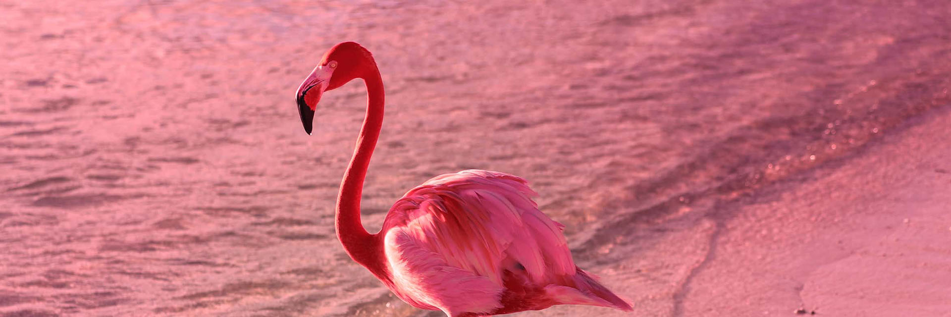 The flamingo timmendorfer strand