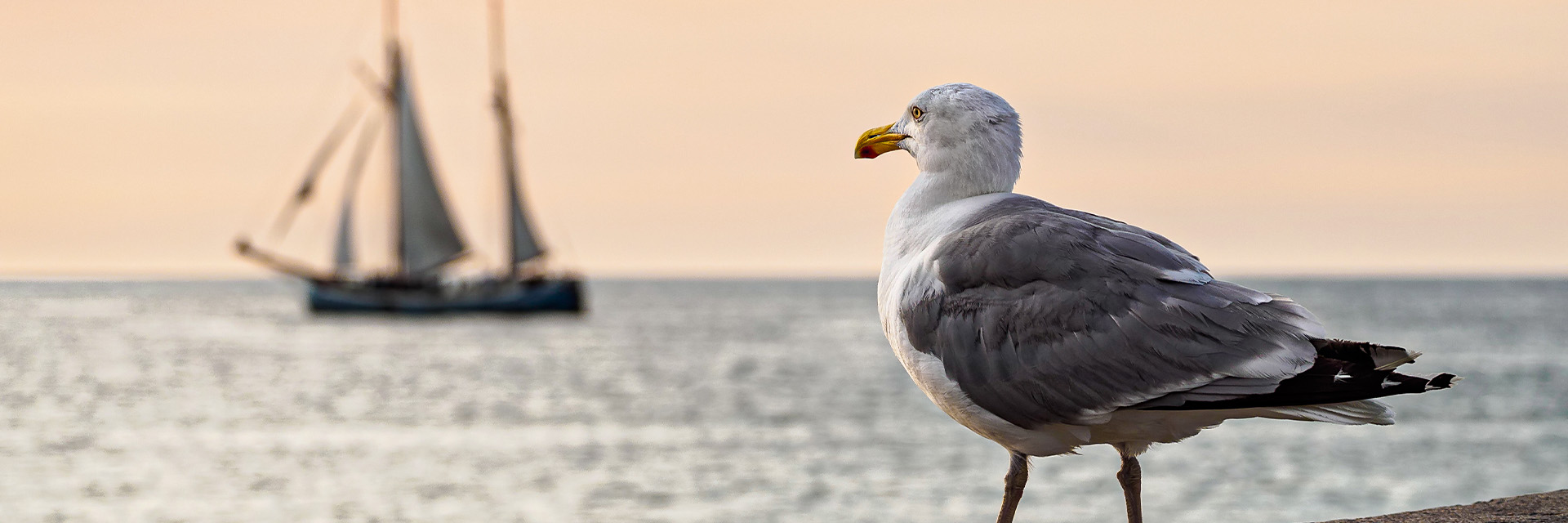 Beech resort boltenhagen